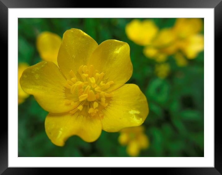 Best Buttercup Framed Mounted Print by Martin Howard