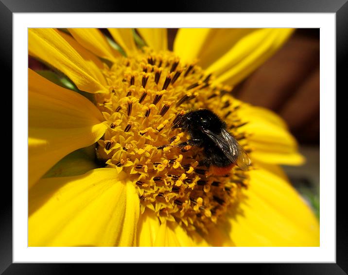B-Bumble Lunch Framed Mounted Print by Martin Howard