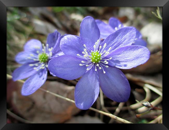 Blue Wood Anenomes Framed Print by Martin Howard