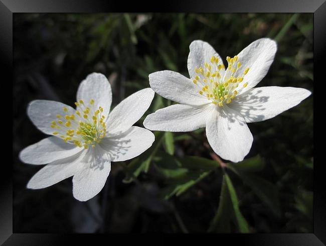 White Wood Anenomes Framed Print by Martin Howard