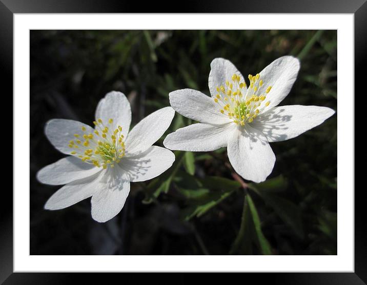 White Wood Anenomes Framed Mounted Print by Martin Howard