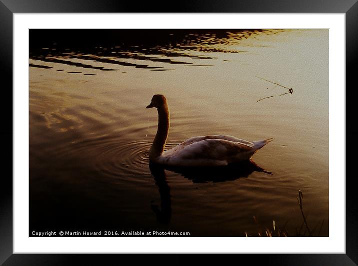 The Sundown Swan Framed Mounted Print by Martin Howard