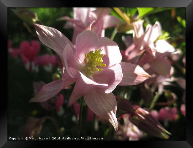 Aquilegia With A Heart Framed Print by Martin Howard