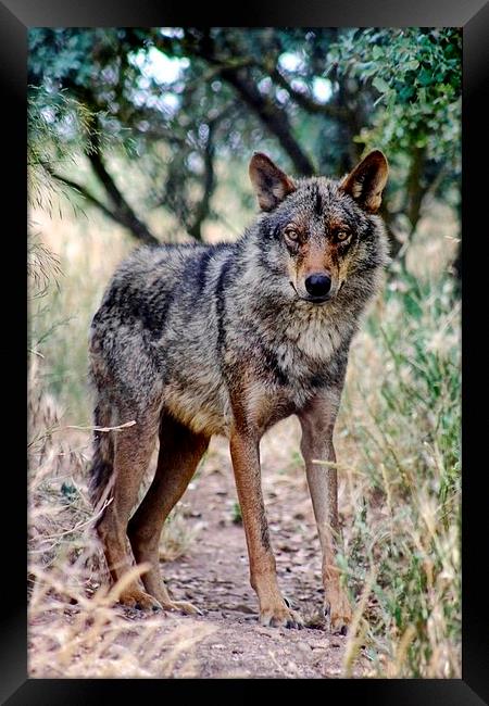 Iberian Wolf Framed Print by Richard Cruttwell