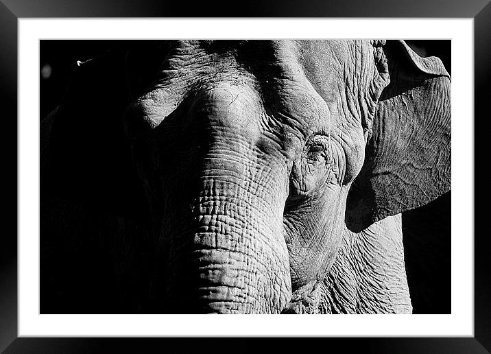 Indian Elephant Framed Mounted Print by Richard Cruttwell