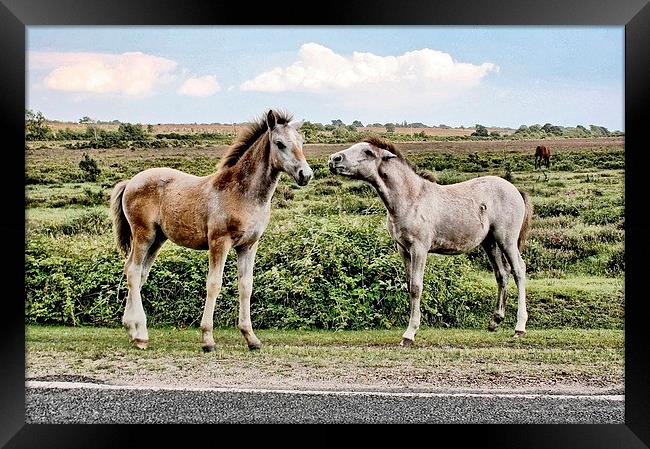 New Forest Ponies Framed Print by Richard Cruttwell