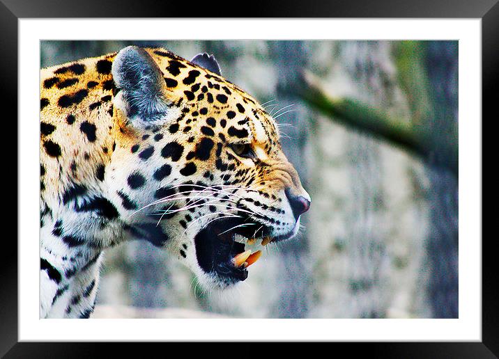 Chinese Leopard Framed Mounted Print by Richard Cruttwell