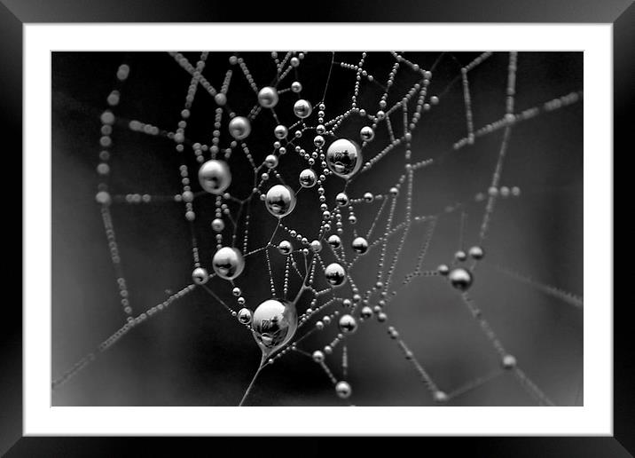 Spiders Web Framed Mounted Print by Richard Cruttwell