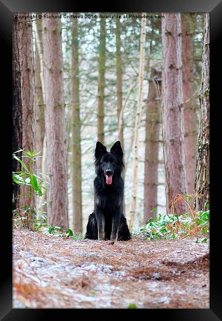Dog in the Forest Framed Print by Richard Cruttwell