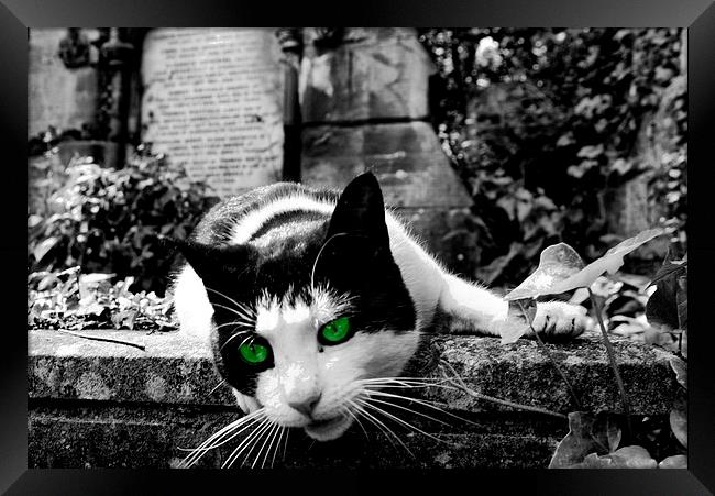 Cat in Highgate Cemetery. Framed Print by Richard Cruttwell