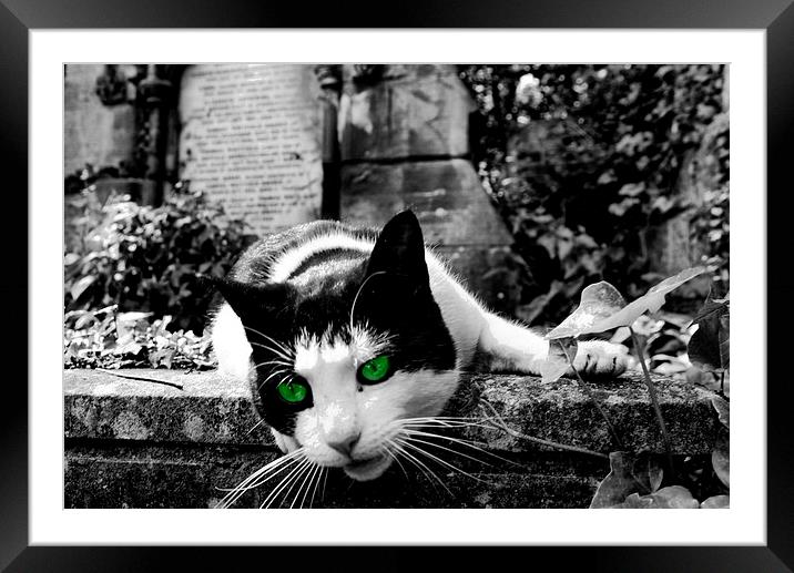 Cat in Highgate Cemetery. Framed Mounted Print by Richard Cruttwell