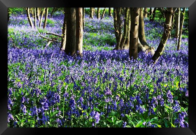 Bluebells in Upnor Framed Print by Richard Cruttwell