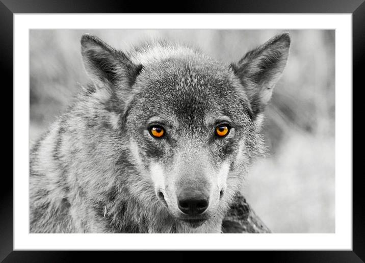 European Wolf Framed Mounted Print by Richard Cruttwell