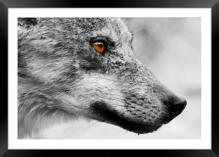 European Wolf Framed Mounted Print by Richard Cruttwell