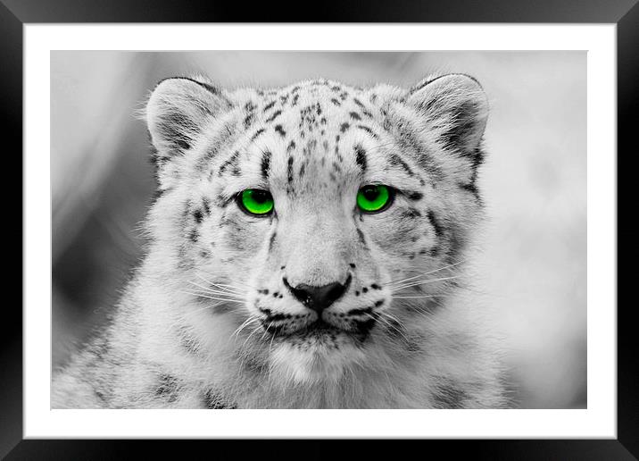 Snow Leopard Cub Framed Mounted Print by Richard Cruttwell
