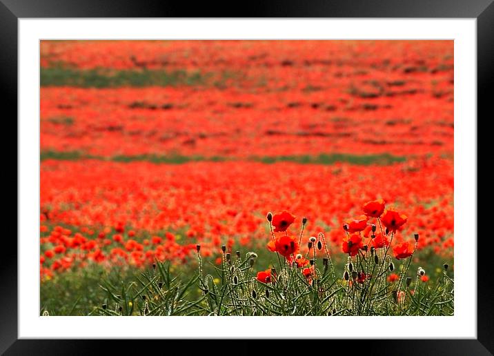 Field of Poppies Framed Mounted Print by Richard Cruttwell