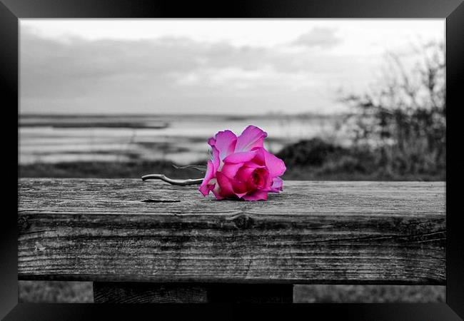 Pink Rose Framed Print by Richard Cruttwell