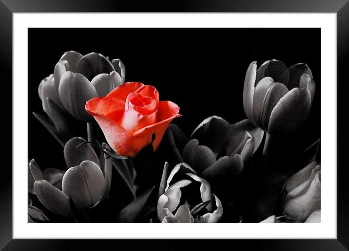 Rose Among Tulips Framed Mounted Print by Richard Cruttwell