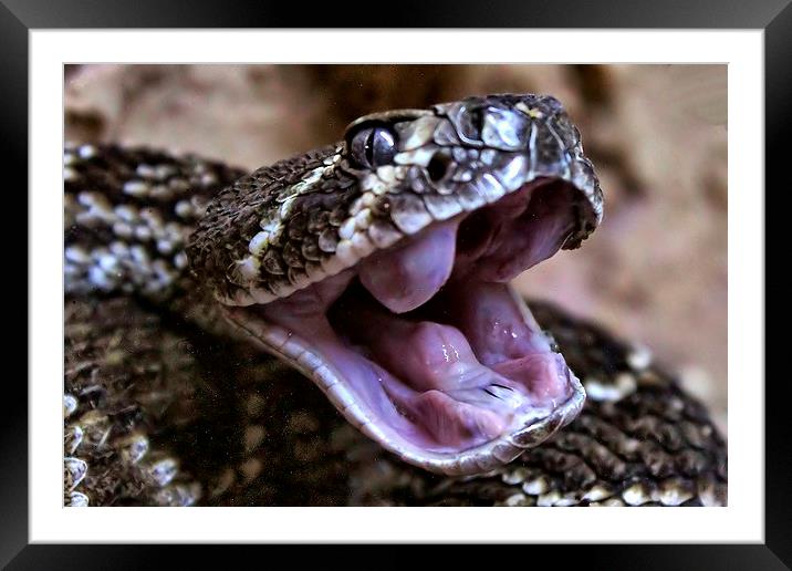 Western Diamondback Rattlesnake Framed Mounted Print by Richard Cruttwell