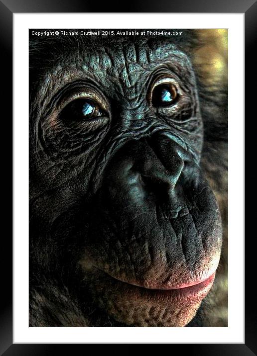  Chimpanzee Framed Mounted Print by Richard Cruttwell