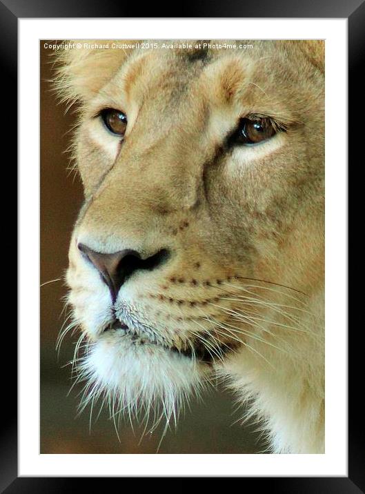  Lioness Framed Mounted Print by Richard Cruttwell
