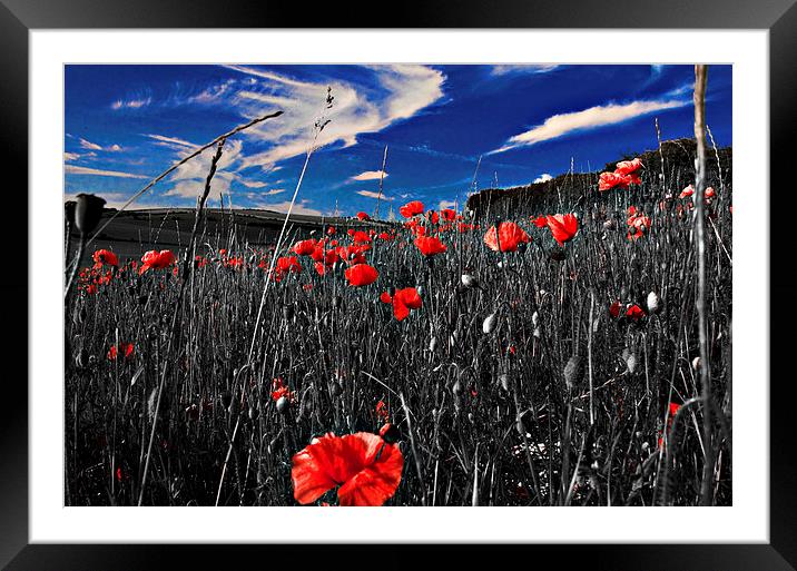 Red Poppy and Blue Sky Framed Mounted Print by Scott Anderson