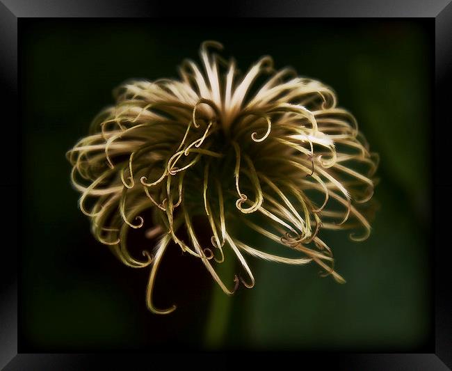 Clematis Framed Print by Scott Anderson
