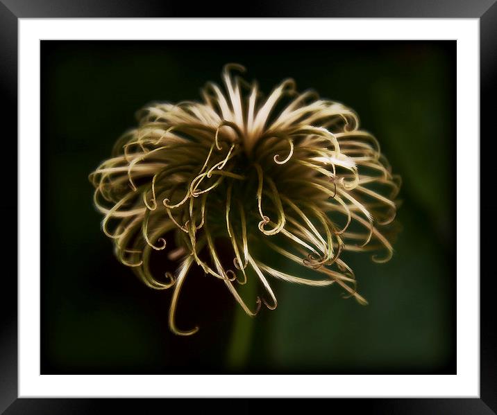 Clematis Framed Mounted Print by Scott Anderson