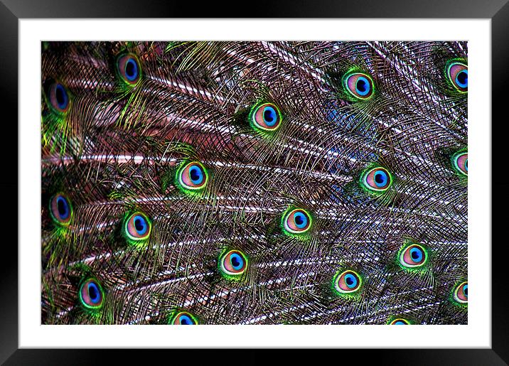 Peacock Feathers Framed Mounted Print by Scott Anderson