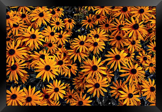 Daisy Flowers Framed Print by Scott Anderson