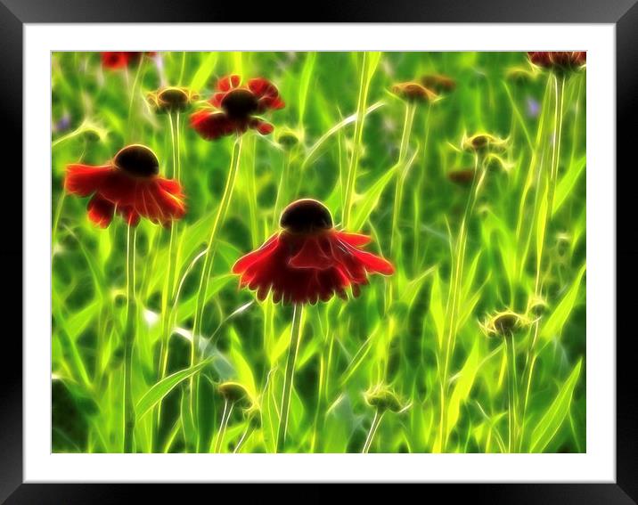 Dreamy Flowers Framed Mounted Print by Scott Anderson