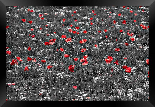 Poppy Field Framed Print by Scott Anderson