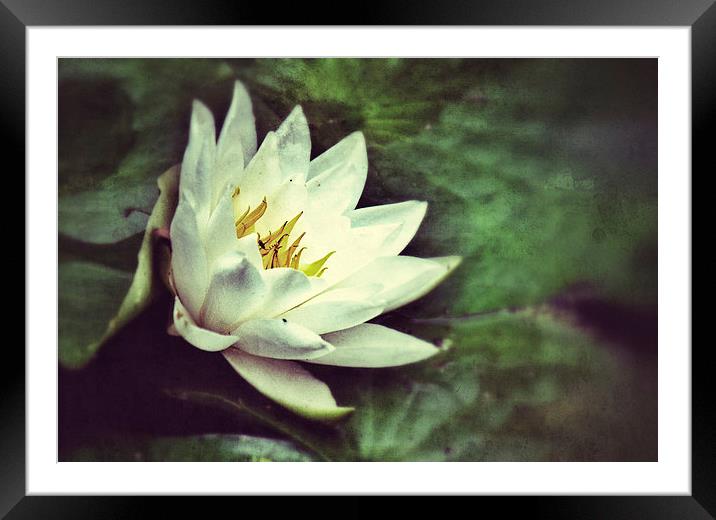 Water Lily Framed Mounted Print by Scott Anderson