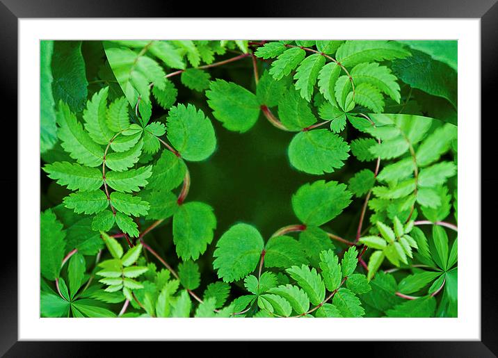 Leaf Frame Framed Mounted Print by Scott Anderson