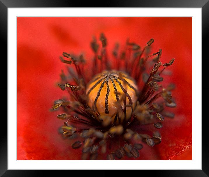 Poppy Close up Framed Mounted Print by Scott Anderson