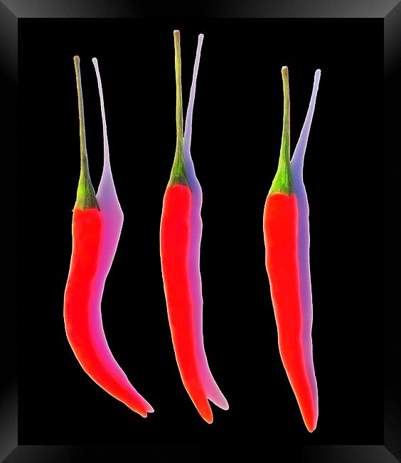 Red Hot Chili Pepper Framed Print by Scott Anderson