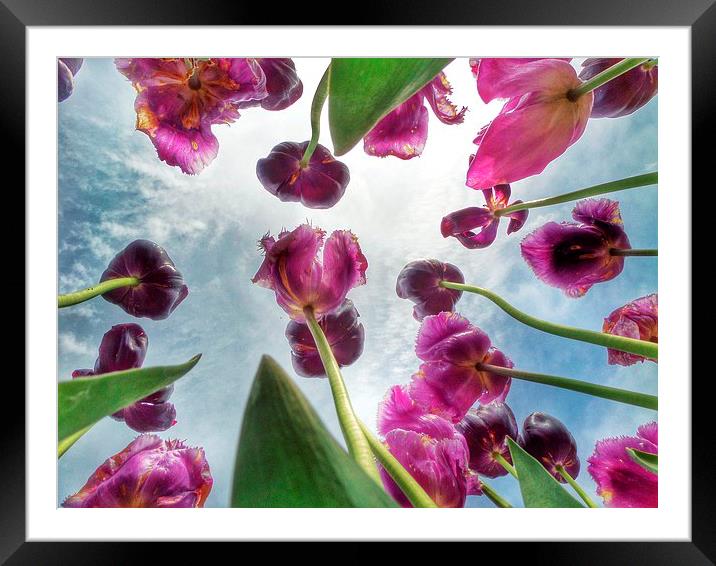 Purple Spring Tulips Framed Mounted Print by Scott Anderson