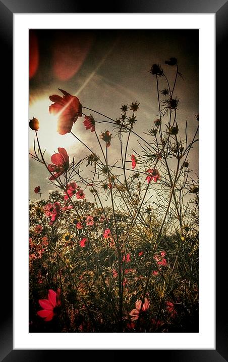  Flower Field Framed Mounted Print by Scott Anderson