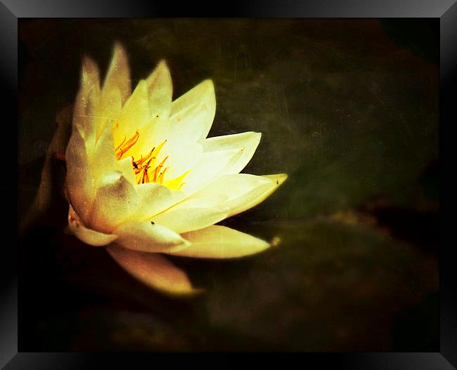  Water Lily Framed Print by Scott Anderson