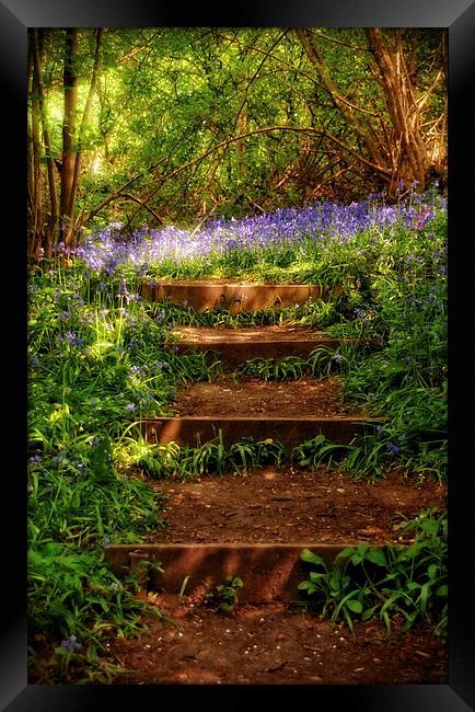 Bluebell Woods in Spring Sunshine Framed Print by Scott Anderson