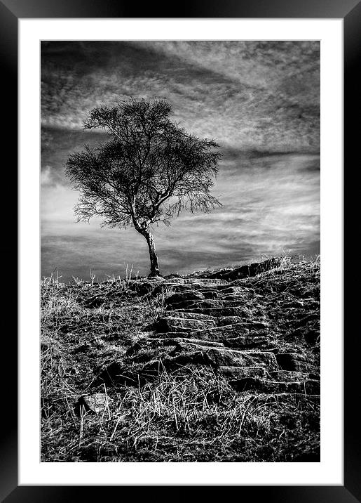  Tree on the Moor Framed Mounted Print by Scott Anderson