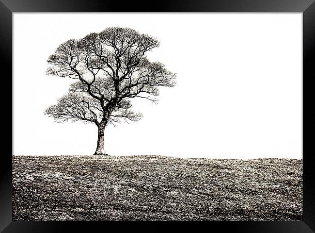 Lone Tree Framed Print by Scott Anderson