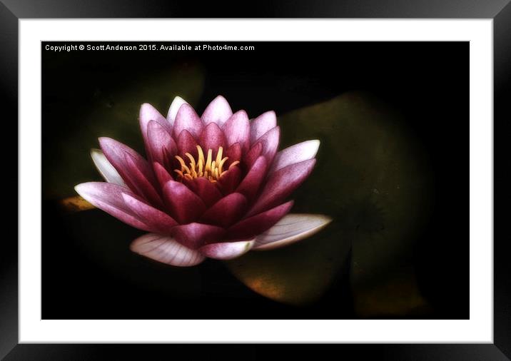  Pink Water Lily Framed Mounted Print by Scott Anderson