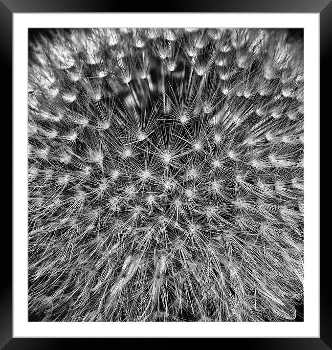 Dandelion Seed Head Framed Mounted Print by Scott Anderson