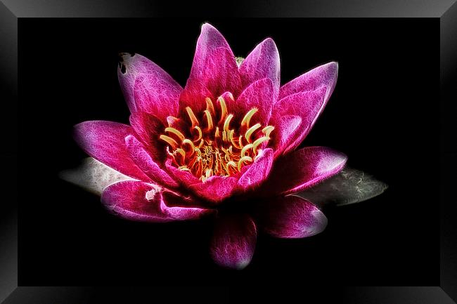  Pink Water Lily Framed Print by Scott Anderson