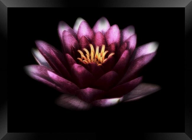  Pink Water Lily Framed Print by Scott Anderson