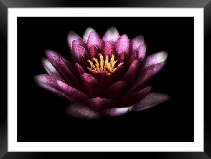  Pink Water Lily Framed Mounted Print by Scott Anderson
