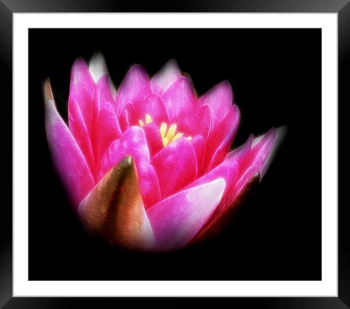  Pink Water Lily Framed Mounted Print by Scott Anderson