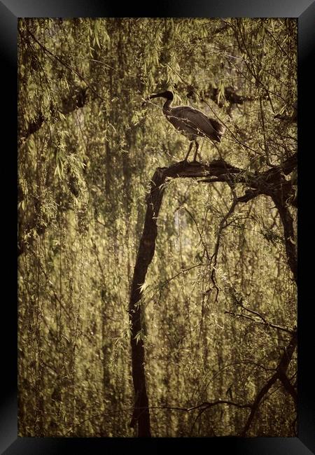 Ibis bird in Willow Tree Framed Print by Scott Anderson
