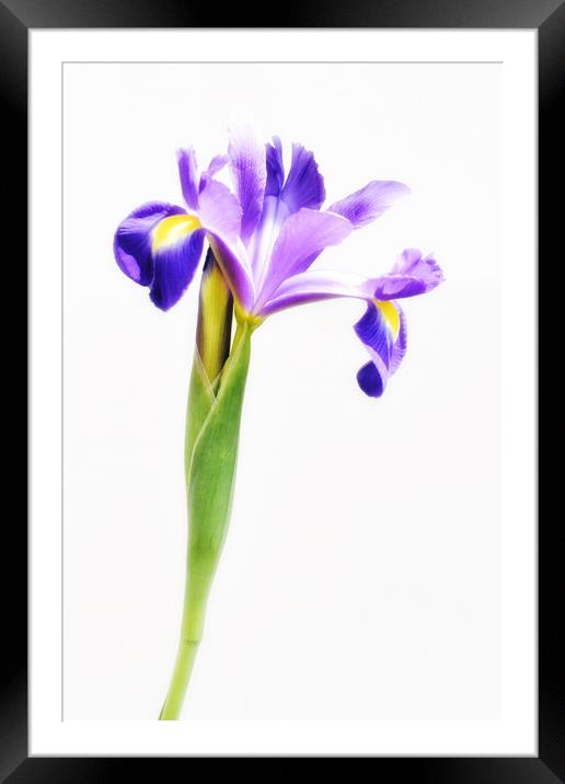Purple Iris Flower Framed Mounted Print by Scott Anderson